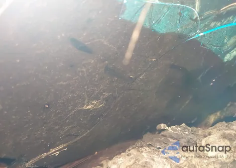 2021 Nissan Nv Cargo Nv1500 Sv Standard Roof V6 из США, поврежденный, VIN 1N6BF0KM1MN803526